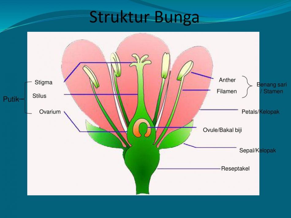 Detail Gambar Bagian Bagian Bunga Sempurna Dan Fungsinya Nomer 26