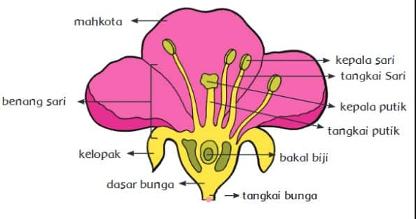 Detail Gambar Bagian Bagian Bunga Sempurna Dan Fungsinya Nomer 34