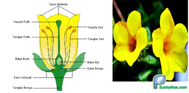 Detail Gambar Bagian Bagian Bunga Sempurna Dan Fungsinya Nomer 39