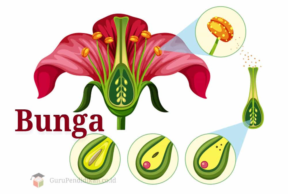 Detail Gambar Bagian Bagian Bunga Sempurna Dan Fungsinya Nomer 47