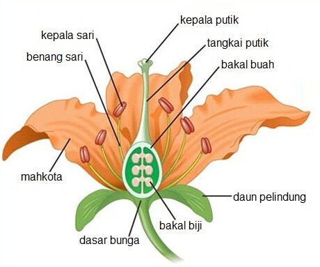 Detail Gambar Bagian Bagian Bunga Sempurna Dan Fungsinya Nomer 51