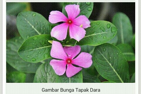 Download Gambar Bagian Bagian Bunga Tapak Dara Nomer 10