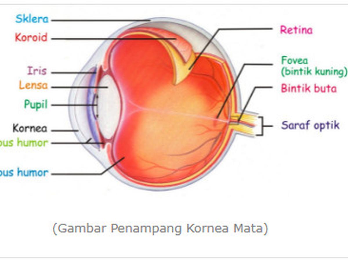 Detail Gambar Bagian Bagian Mata Dan Fungsinya Nomer 13