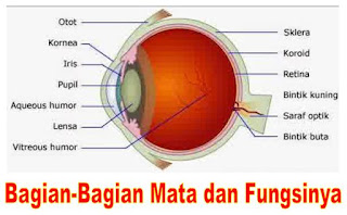 Detail Gambar Bagian Bagian Mata Dan Fungsinya Nomer 15