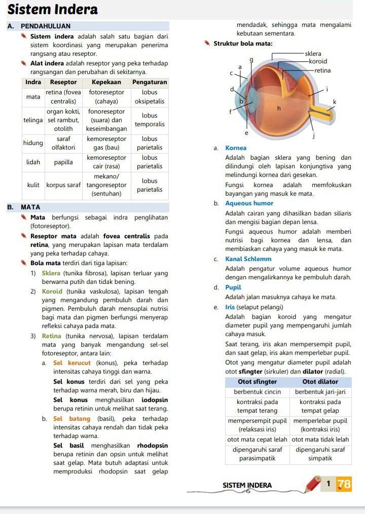 Detail Gambar Bagian Bagian Mata Dan Fungsinya Nomer 20