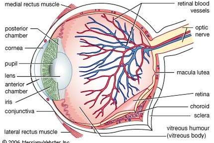 Detail Gambar Bagian Bagian Mata Dan Fungsinya Nomer 27