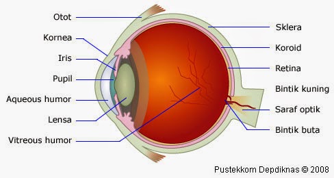 Detail Gambar Bagian Bagian Mata Dan Fungsinya Nomer 5