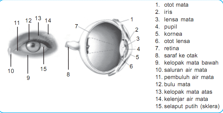 Detail Gambar Bagian Bagian Mata Dan Fungsinya Nomer 6