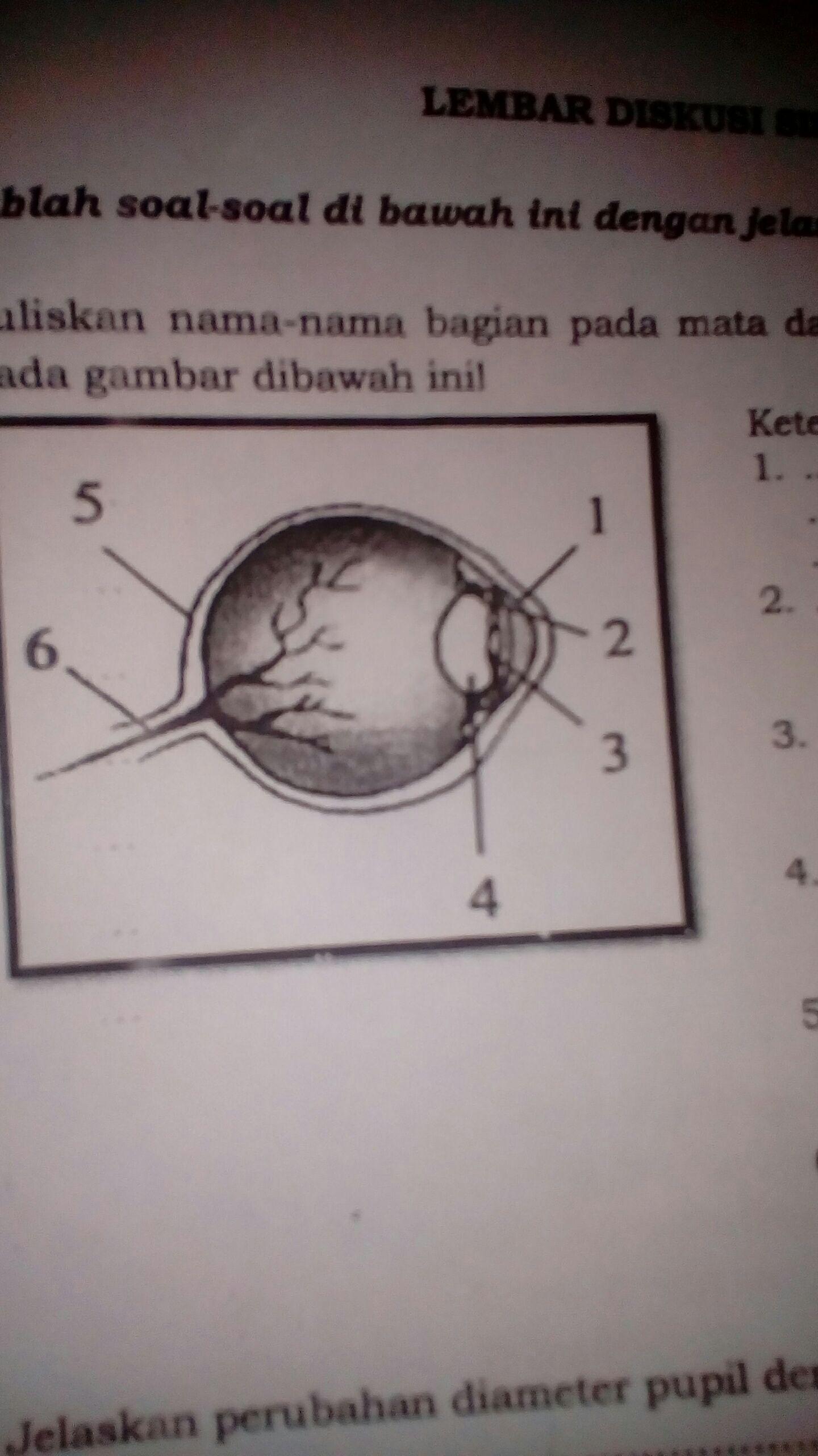 Detail Gambar Bagian Bagian Mata Dan Fungsinya Nomer 49