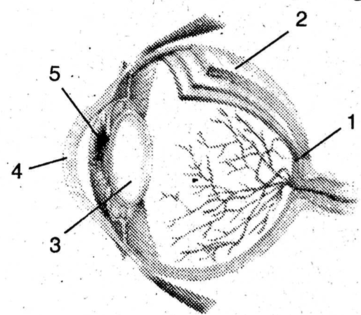 Detail Gambar Bagian Bagian Mata Dan Fungsinya Nomer 51