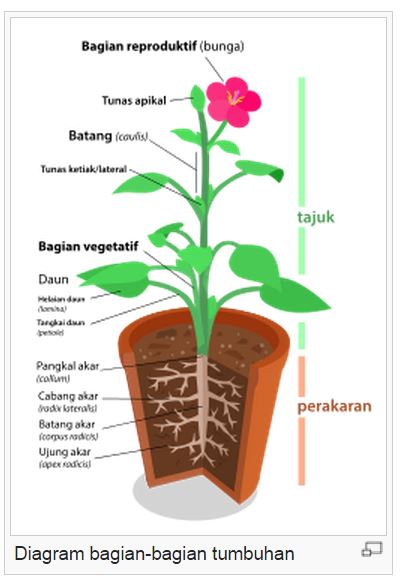 Detail Gambar Bagian Bagian Tumbuhan Dan Fungsinya Nomer 11