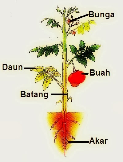 Detail Gambar Bagian Bagian Tumbuhan Dan Fungsinya Nomer 16