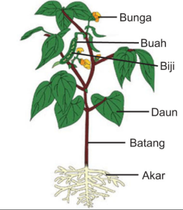 Detail Gambar Bagian Bagian Tumbuhan Dan Fungsinya Nomer 18