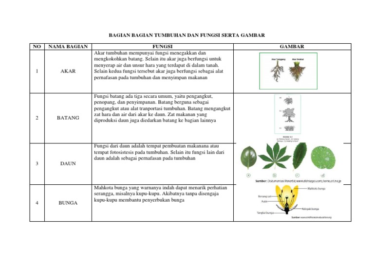 Detail Gambar Bagian Bagian Tumbuhan Dan Fungsinya Nomer 35