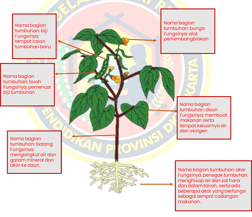 Detail Gambar Bagian Bagian Tumbuhan Dan Fungsinya Nomer 5