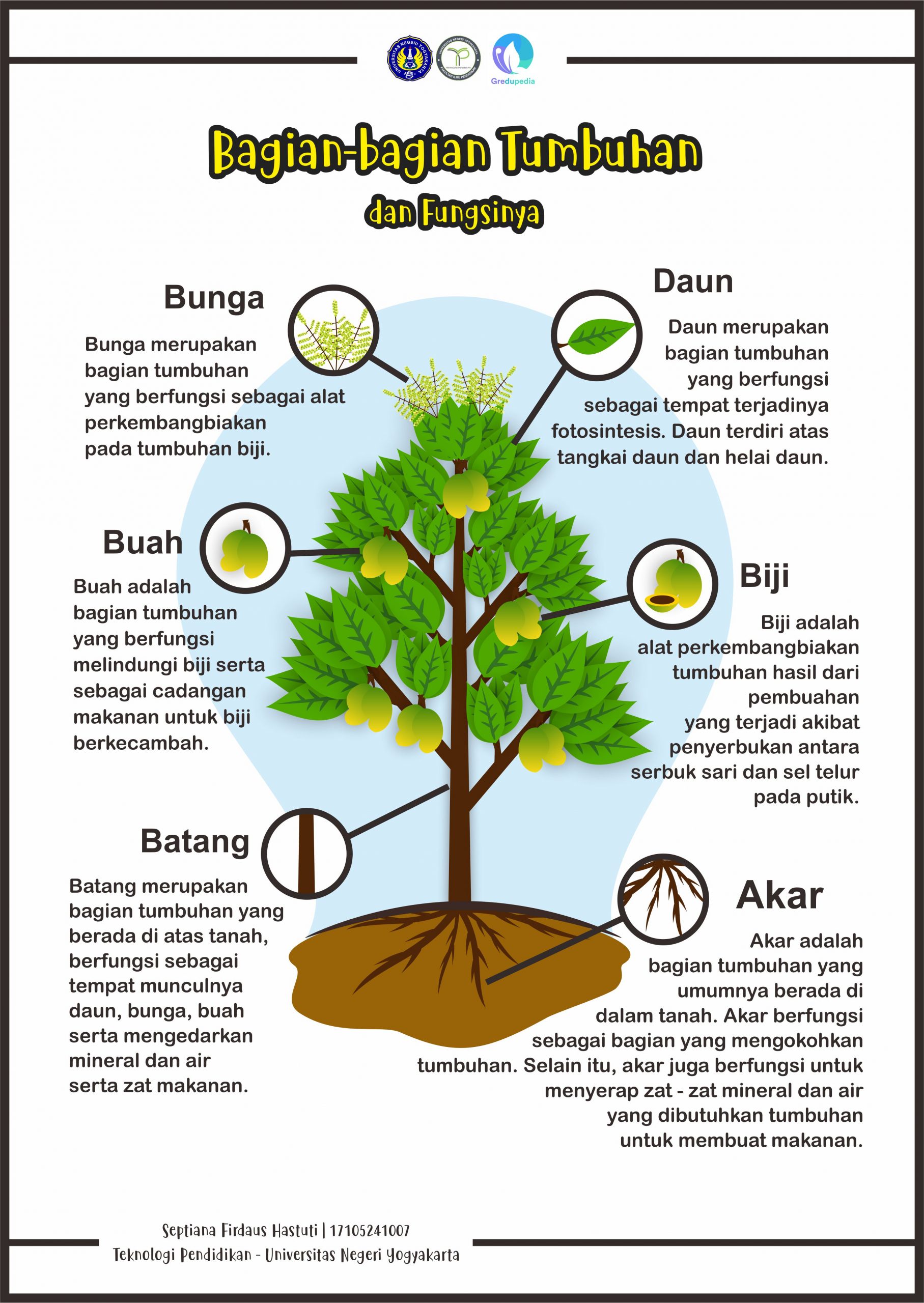 Detail Gambar Bagian Bagian Tumbuhan Dan Fungsinya Nomer 10