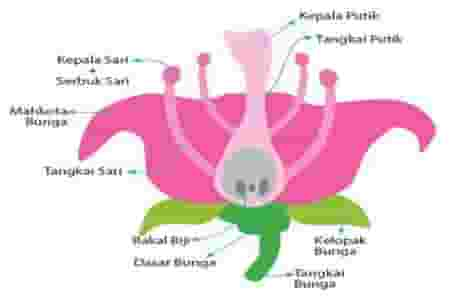 Detail Gambar Bagian Bunga Dan Bagian Bagiannya Serta Tulis Fungsinya Nomer 11