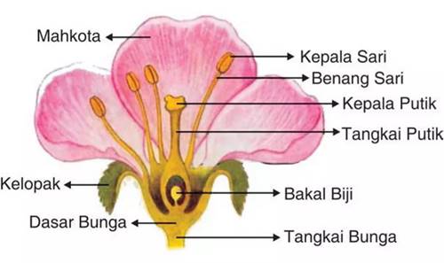 Detail Gambar Bagian Bunga Dan Bagian Bagiannya Serta Tulis Fungsinya Nomer 3