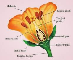 Detail Gambar Bagian Bunga Dan Cara Penyerbukan Bunga Mawar Nomer 12