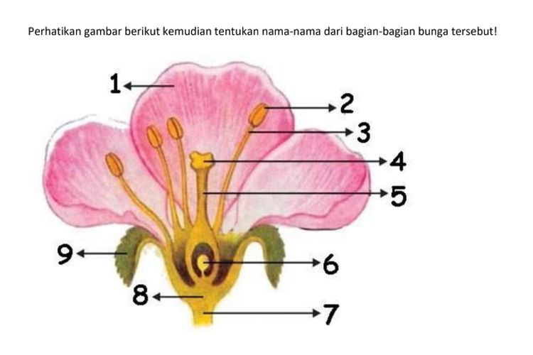 Detail Gambar Bagian Bunga Dan Cara Penyerbukan Bunga Mawar Nomer 14