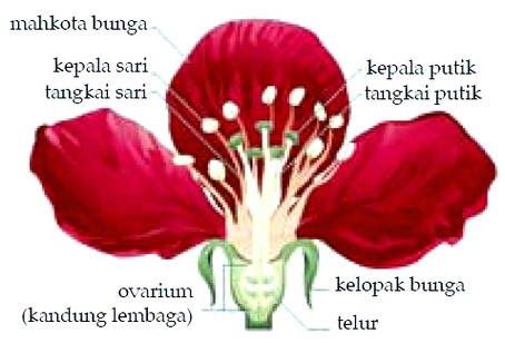 Detail Gambar Bagian Bunga Dan Cara Penyerbukan Bunga Mawar Nomer 3