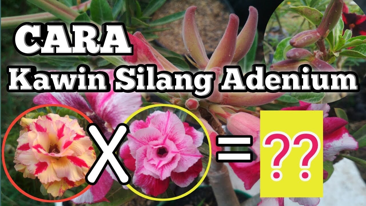 Detail Gambar Bagian Bunga Dan Cara Penyerbukan Bunga Mawar Nomer 45