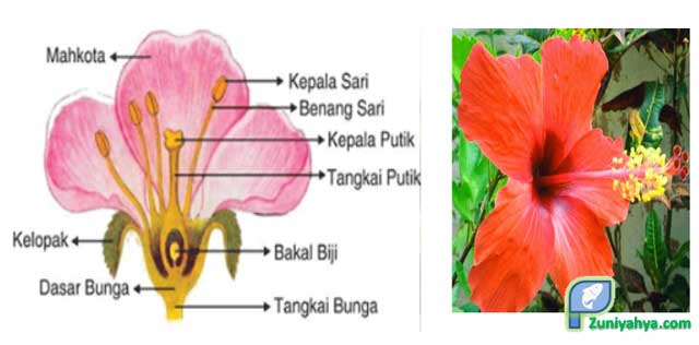 Detail Gambar Bagian Bunga Dan Cara Penyerbukan Bunga Mawar Nomer 54