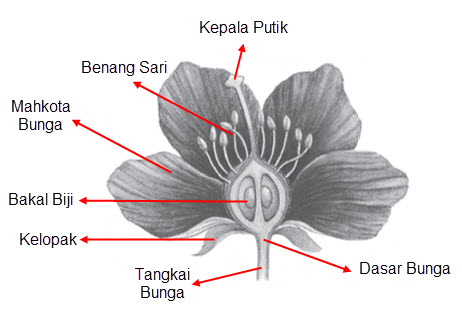 Detail Gambar Bagian Bunga Dan Cara Penyerbukan Bunga Melati Nomer 2