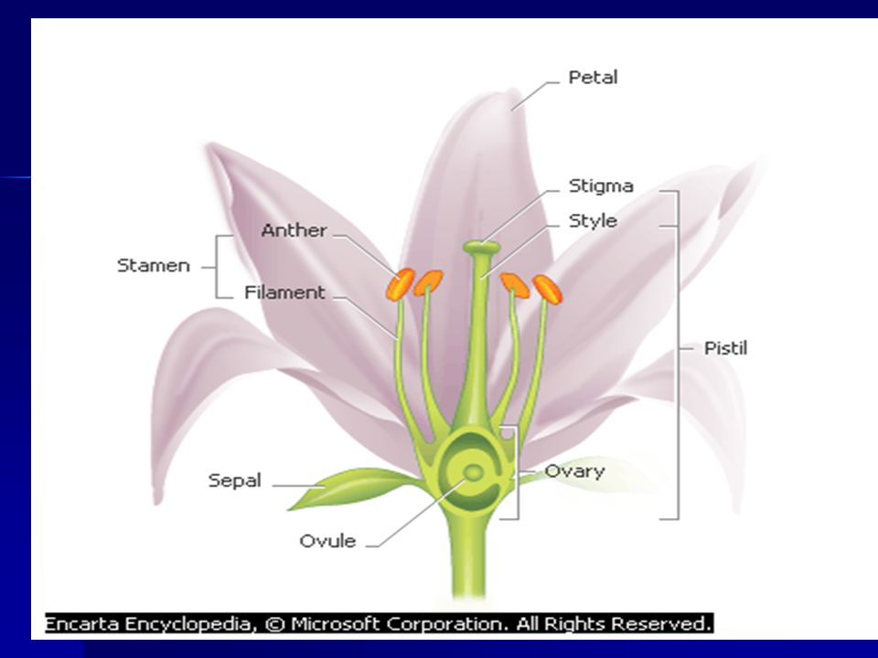 Detail Gambar Bagian Bunga Dan Cara Penyerbukan Bunga Melati Nomer 10