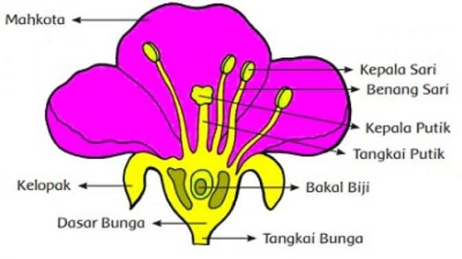 Detail Gambar Bagian Bunga Dan Cara Penyerbukan Bunga Melati Nomer 13