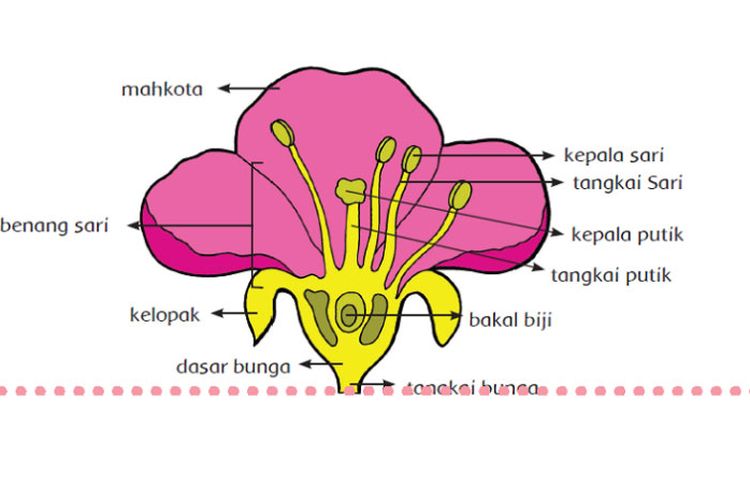Detail Gambar Bagian Bunga Dan Cara Penyerbukan Bunga Melati Nomer 5