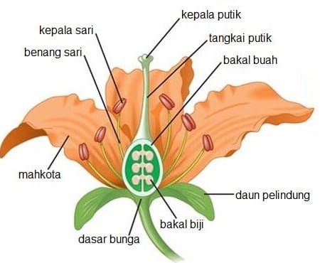 Detail Gambar Bagian Bunga Dan Cara Penyerbukan Bunga Melati Nomer 47