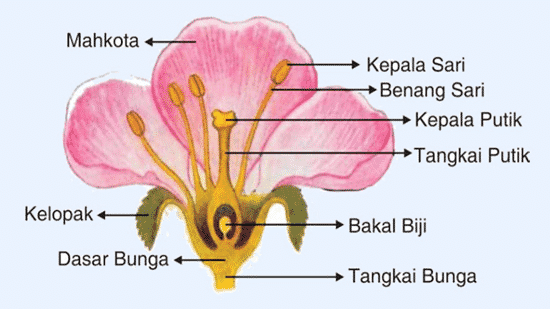 Detail Gambar Bagian Bunga Dan Cara Penyerbukan Bunga Melati Nomer 9