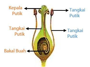 Detail Gambar Bagian Bunga Jagung Dan Cara Penyerbukannya Nomer 11