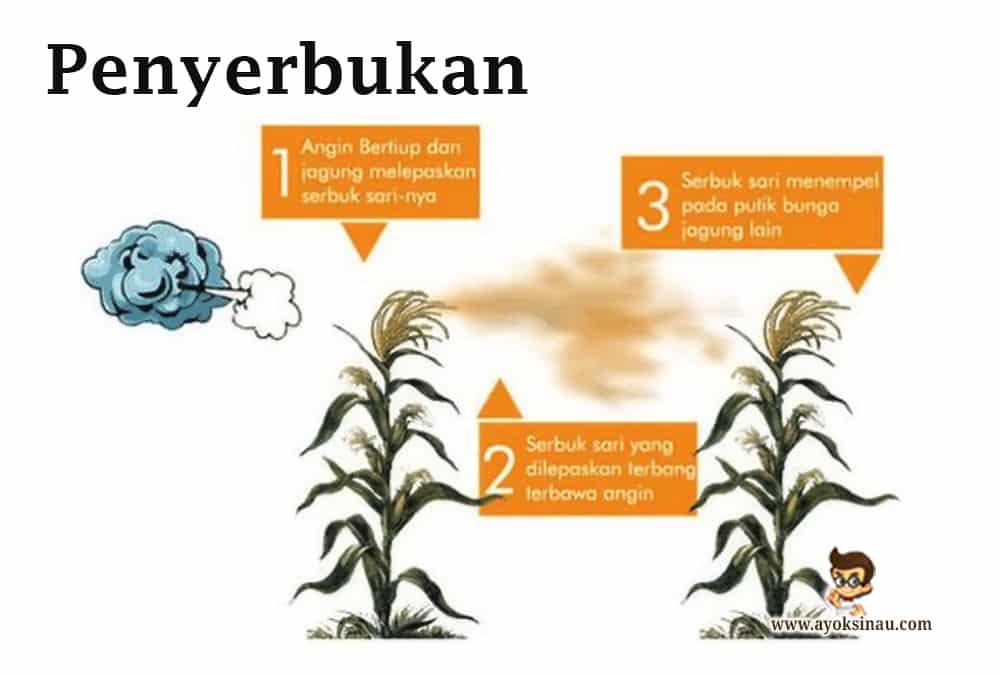 Detail Gambar Bagian Bunga Jagung Dan Cara Penyerbukannya Nomer 4