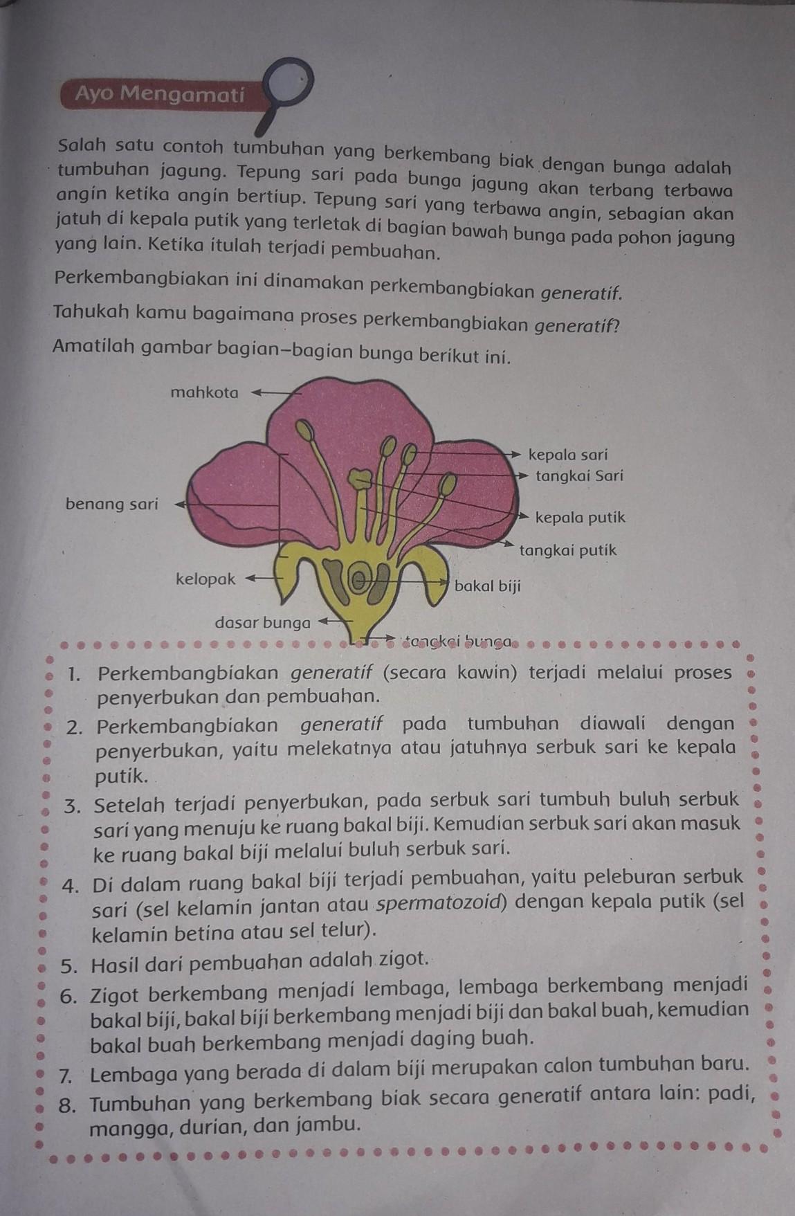 Detail Gambar Bagian Bunga Jagung Dan Cara Penyerbukannya Nomer 37