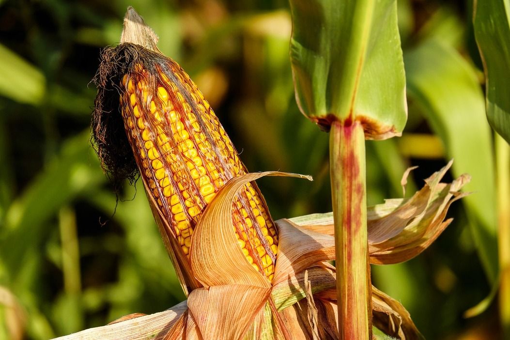 Detail Gambar Bagian Bunga Jagung Dan Cara Penyerbukannya Nomer 38