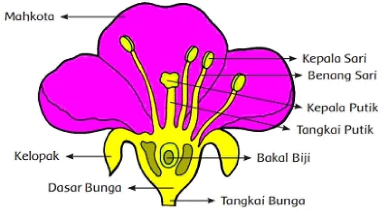 Detail Gambar Bagian Bunga Kembang Sepatu Dan Cara Penyerbukan Nomer 24