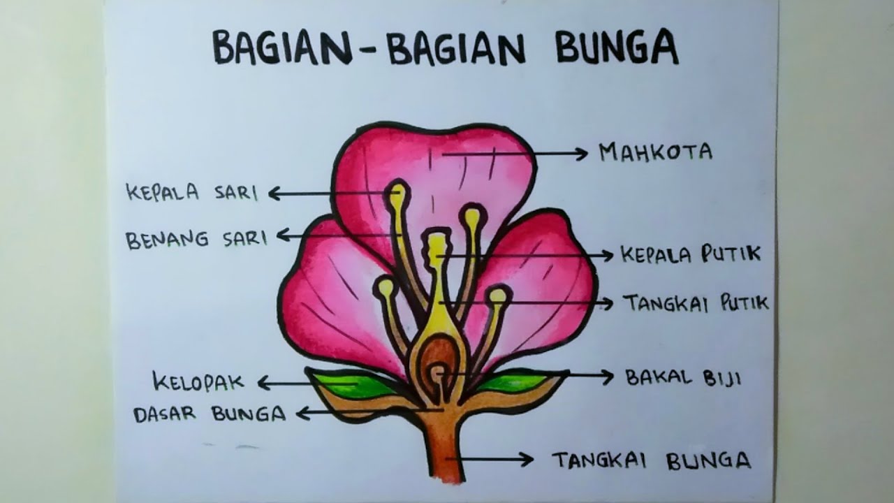 Detail Gambar Bagian Bunga Sempurna Dan Fungsinya Nomer 12