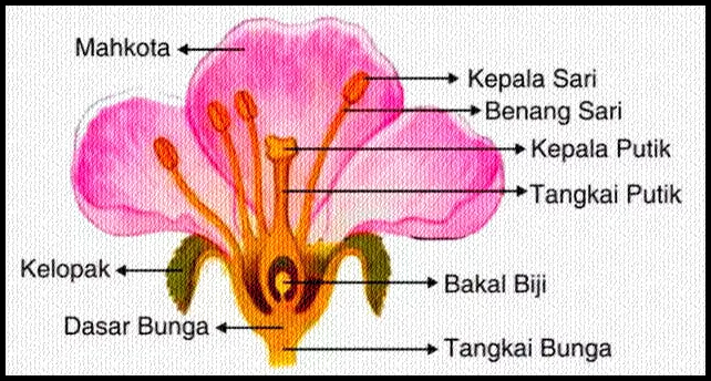 Download Gambar Bagian Bunga Sempurna Dan Fungsinya Nomer 13