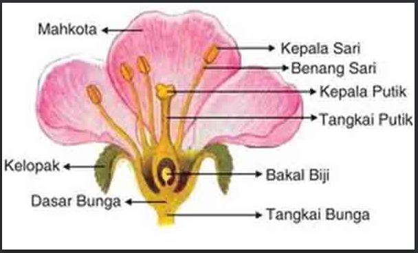 Detail Gambar Bagian Bunga Sempurna Dan Fungsinya Nomer 15