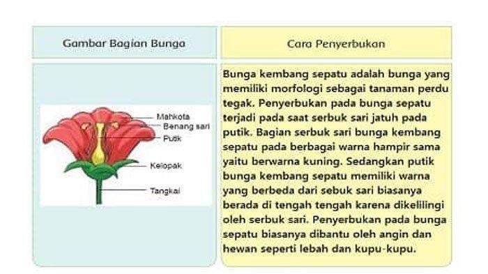 Detail Gambar Bagian Bunga Sepatu Dan Cara Penyerbukan Nomer 2