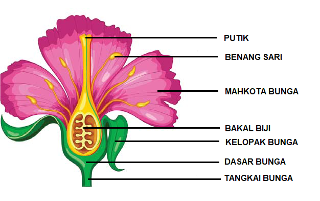 Detail Gambar Bagian Bunga Sepatu Dan Cara Penyerbukan Nomer 13