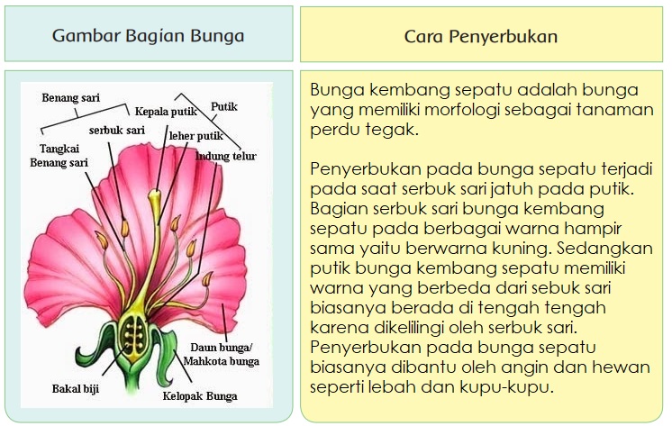 Detail Gambar Bagian Bunga Sepatu Dan Cara Penyerbukan Nomer 3