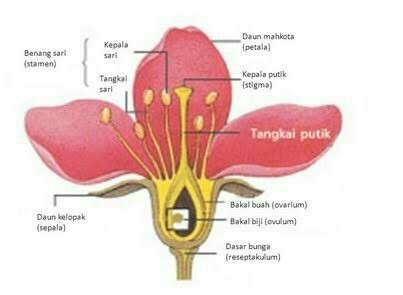 Detail Gambar Bagian Bunga Sepatu Dan Cara Penyerbukan Nomer 20