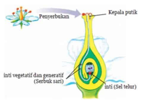 Detail Gambar Bagian Bunga Sepatu Dan Cara Penyerbukannya Nomer 15