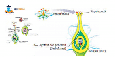 Detail Gambar Bagian Bunga Sepatu Dan Cara Penyerbukannya Nomer 22