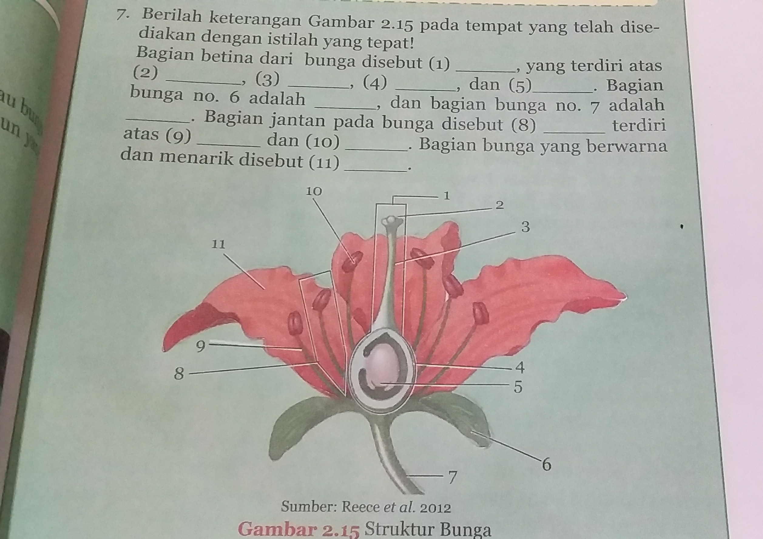 Detail Gambar Bagian Bunga Sepatu Dan Fungsinya Nomer 13