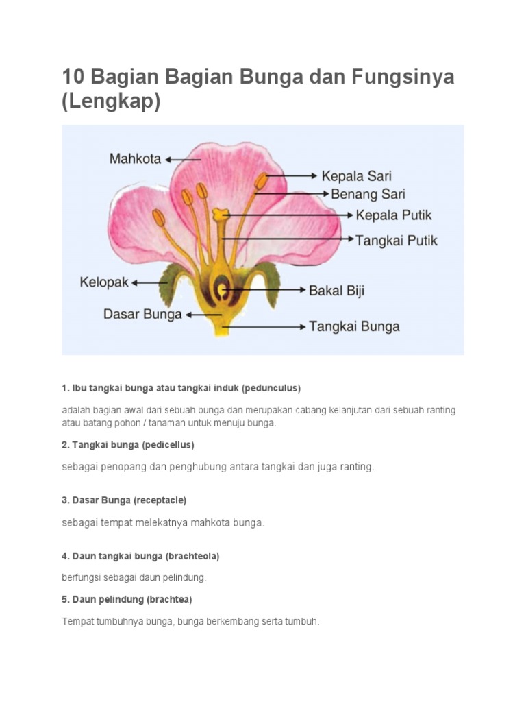 Detail Gambar Bagian Bunga Sepatu Dan Fungsinya Nomer 18