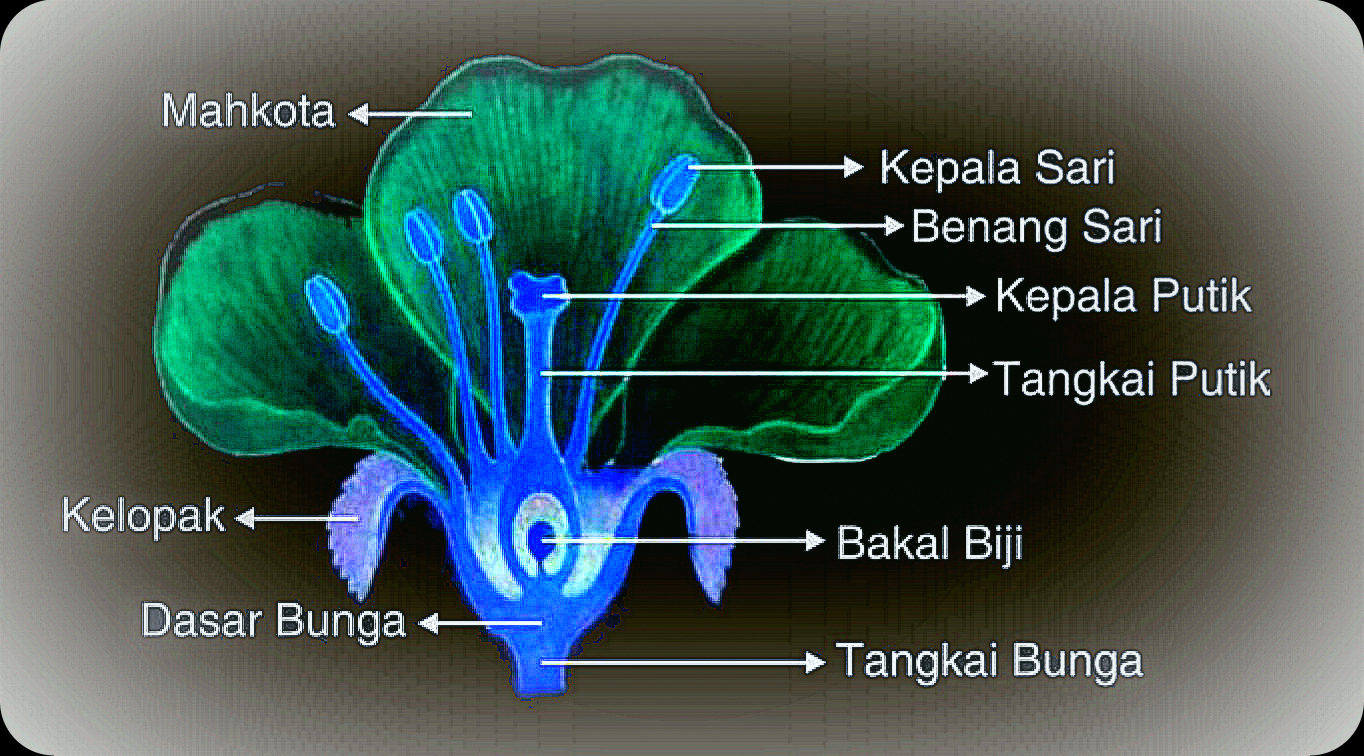 Detail Gambar Bagian Bunga Sepatu Dan Fungsinya Nomer 43